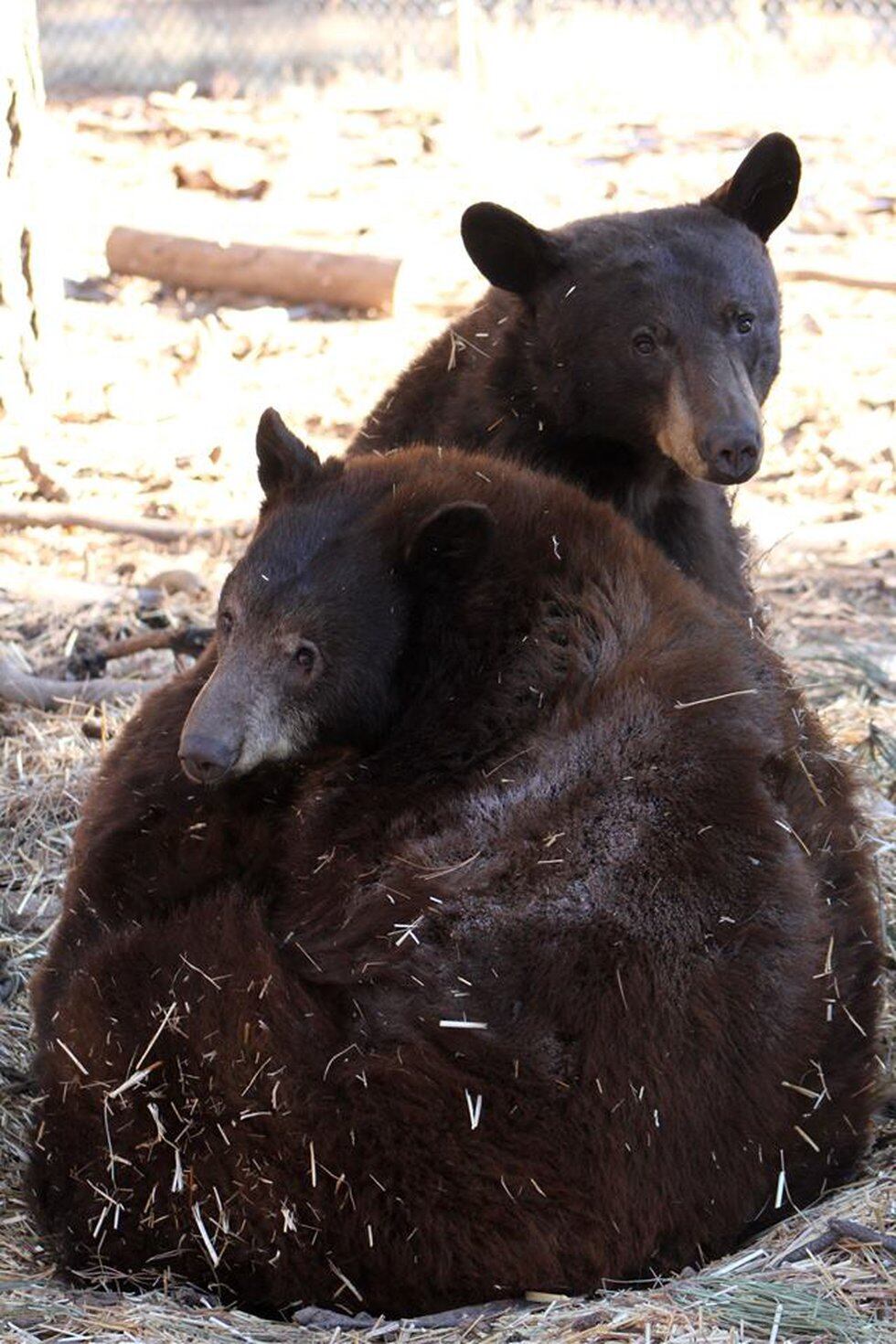 Black Bear Best Friends for Life! Scooby and Lemmon cuddle in the grass. (Source: Bearizona)