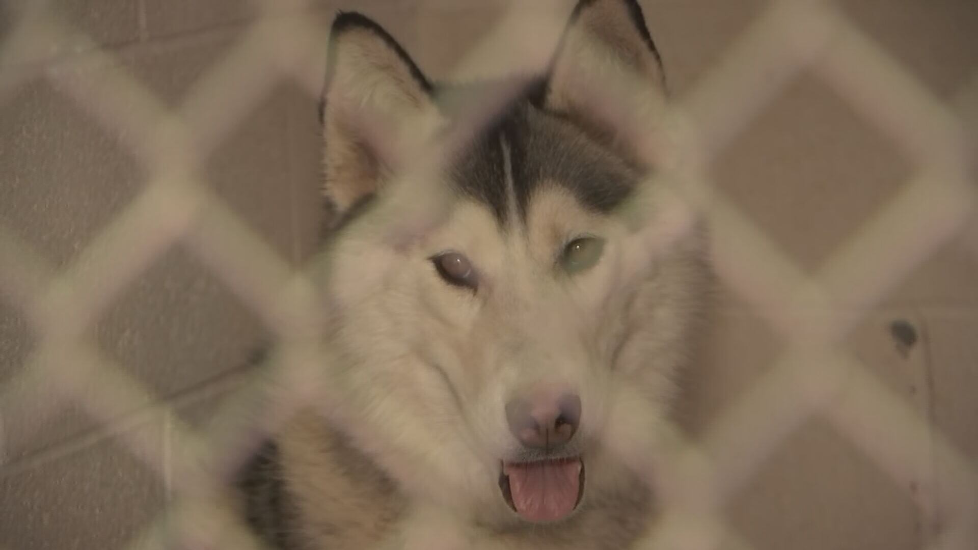 Maricopa County animal shelter over capacity, offers free dog adoptions - Vimarsana News