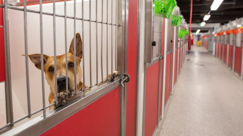 Pima Animal Care Center to host an adoption event on Saturday, Feb. 26
