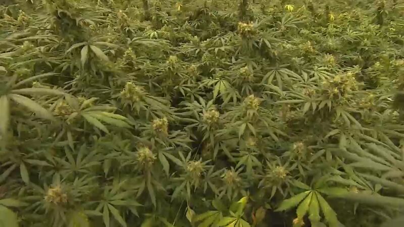 Virginia Cannabis Oversight Commission makes recommendations to the General Assembly, as work...