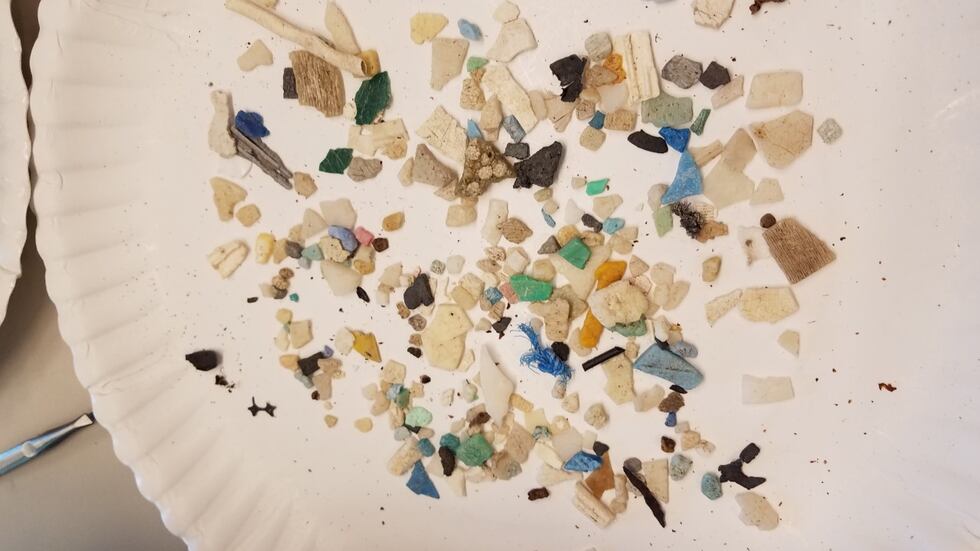 Plastic found inside the stomach of an albatross