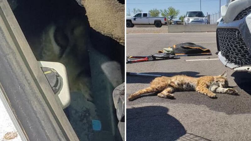 The bobcat was released back into the wild with no injuries.