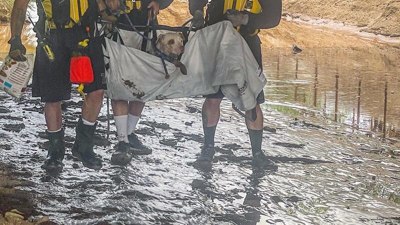 Crews from the Tucson Fire Department's Engine 20 saved an injured, pregnant dog from the...