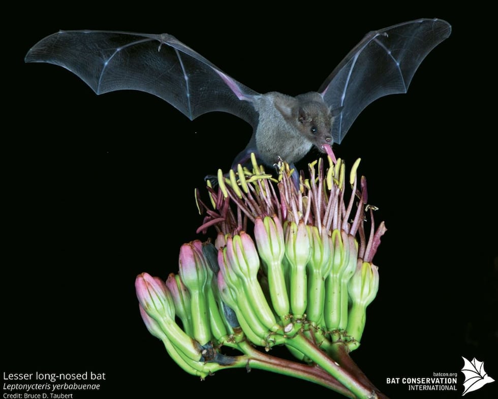 Lesser long-nosed bats off endangered species list. (Source: U.S. Fish and Wildlife Service)