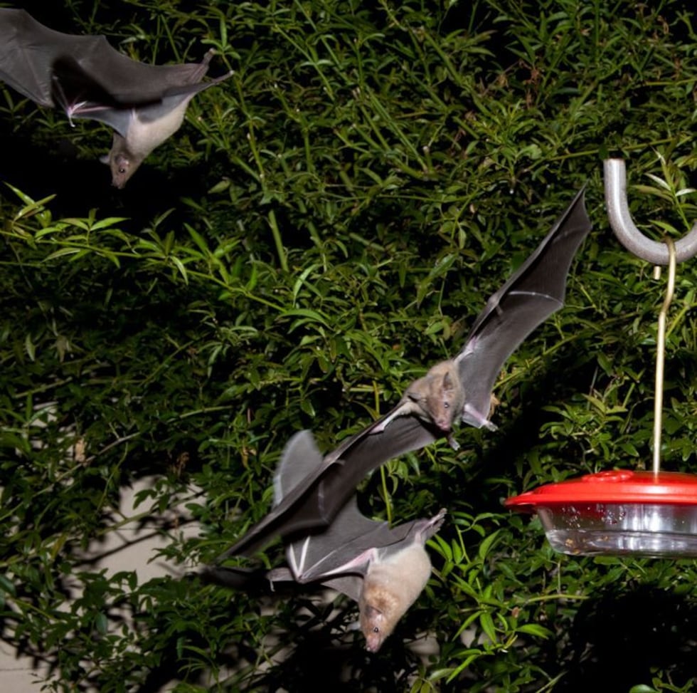 Lesser long-nosed bats off endangered species list. (Source: U.S. Fish and Wildlife Service)