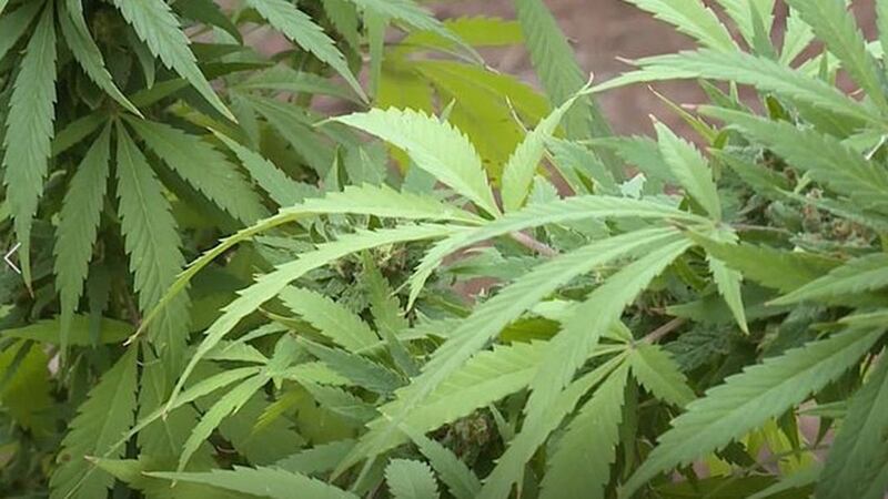 Soon more people in Louisiana will be able to get medical marijuana. In August, doctors will...