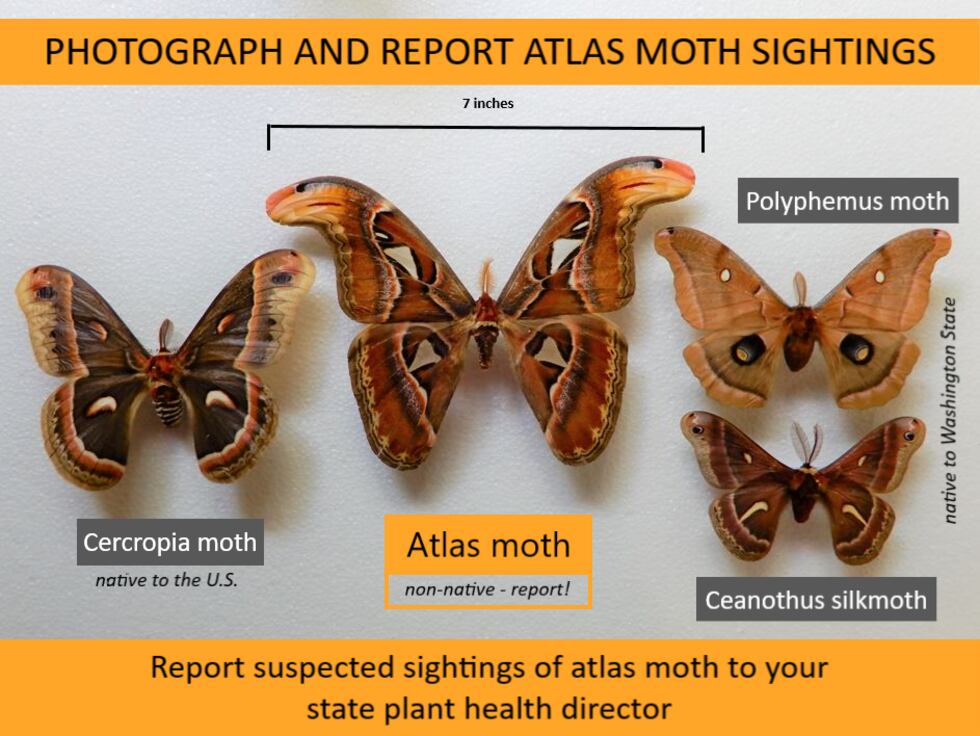 The non-native atlas moth compared with large moths found in North America.