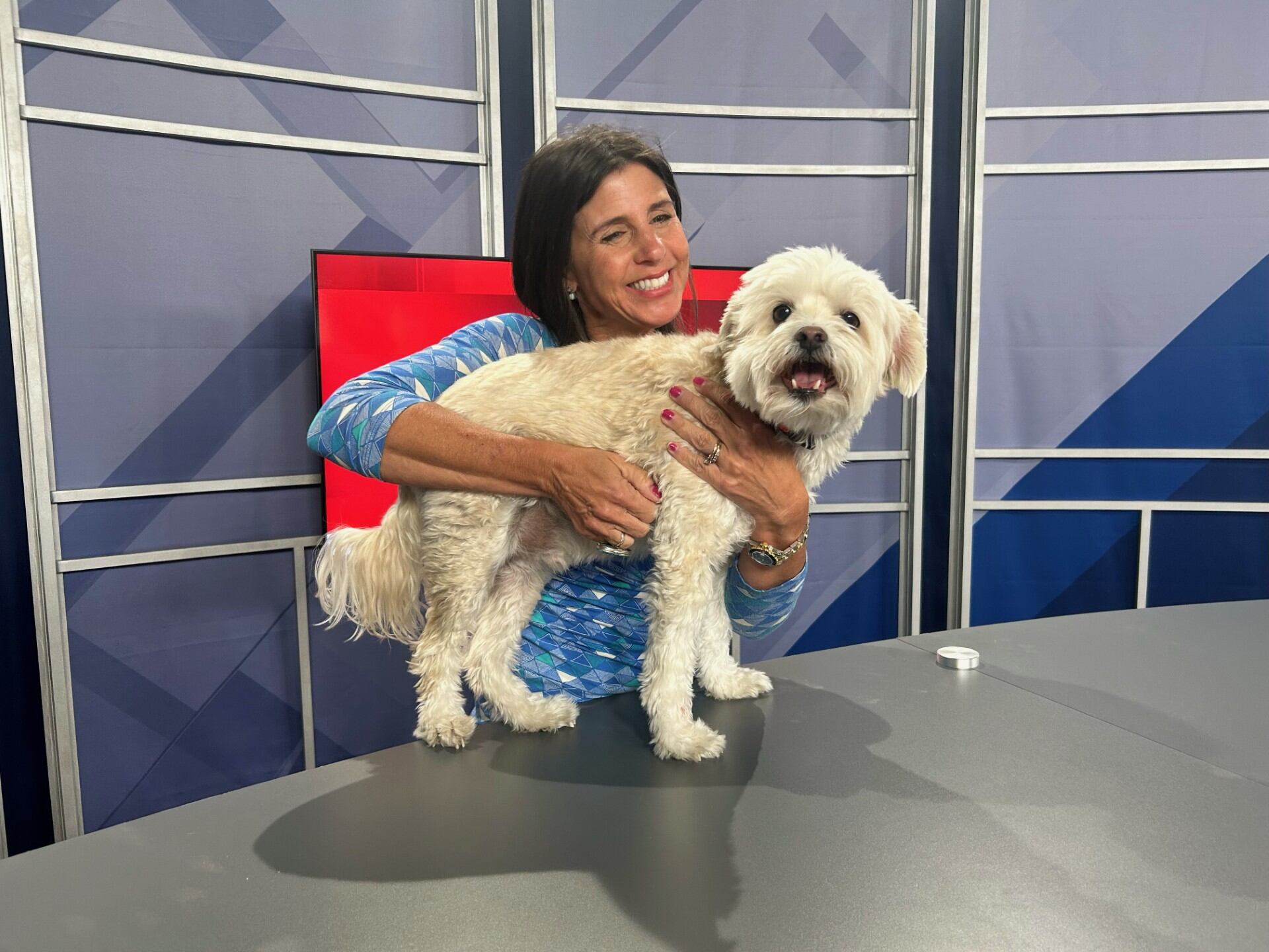 FACT FINDERS: Do your pets need sunscreen? - Vimarsana News