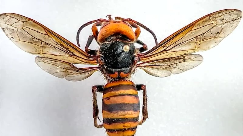 The first captured specimen in the state was found dead in a trap in mid-July.
