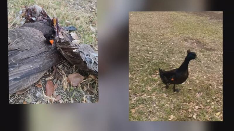 Ducks and geese are being shot with darts at a Glendale park.