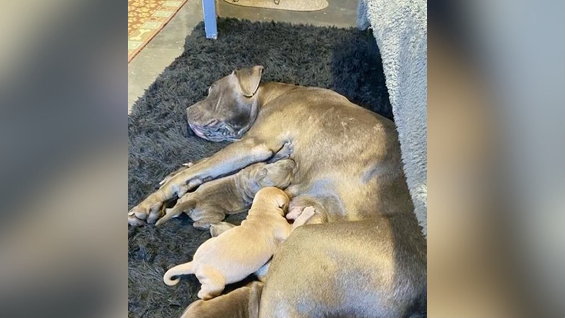 Man accused of abandoning mother dog and selling her puppies at Walmart - Vimarsana News