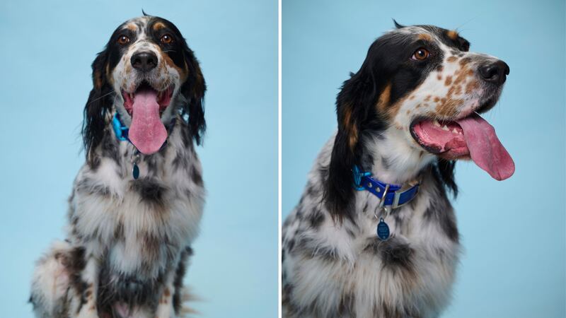 The length of Bisbee’s tongue wasn’t noticeable unless he was panting.