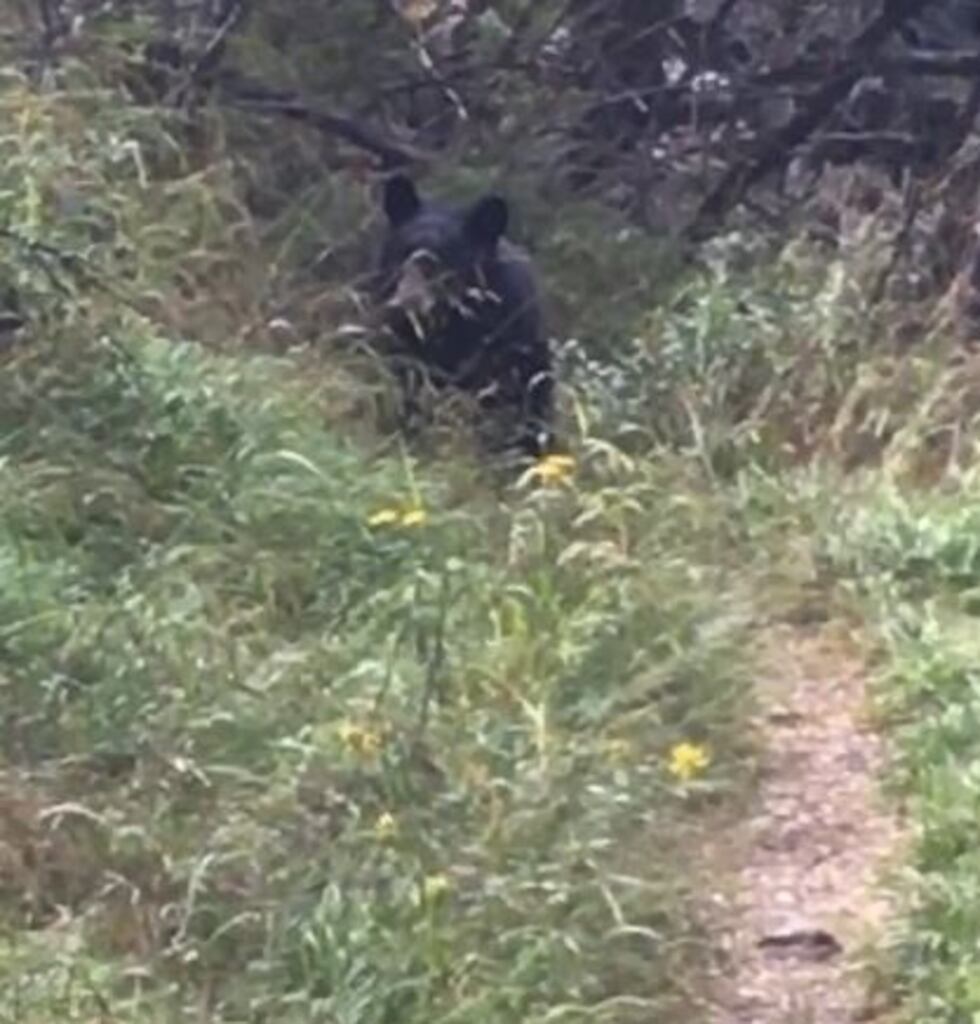 Bear spotted in Madera Canyon by hikers. (Source: Arizona Game and Fish Department)