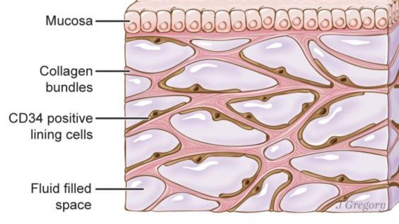 The Interstitium