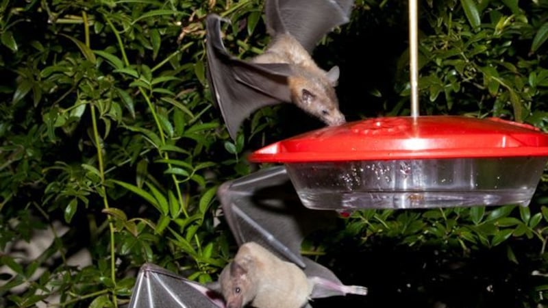 Lesser long-nosed bats off endangered species list. (Source: U.S. Fish and Wildlife Service)